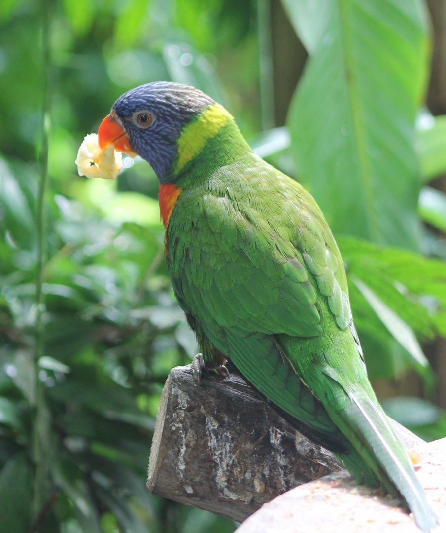 Rainbow lorikeet