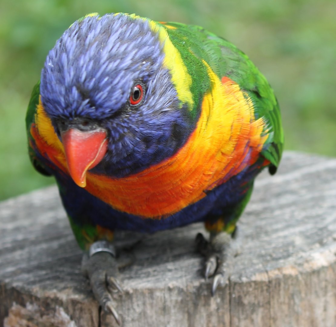 Rainbow lorikeet