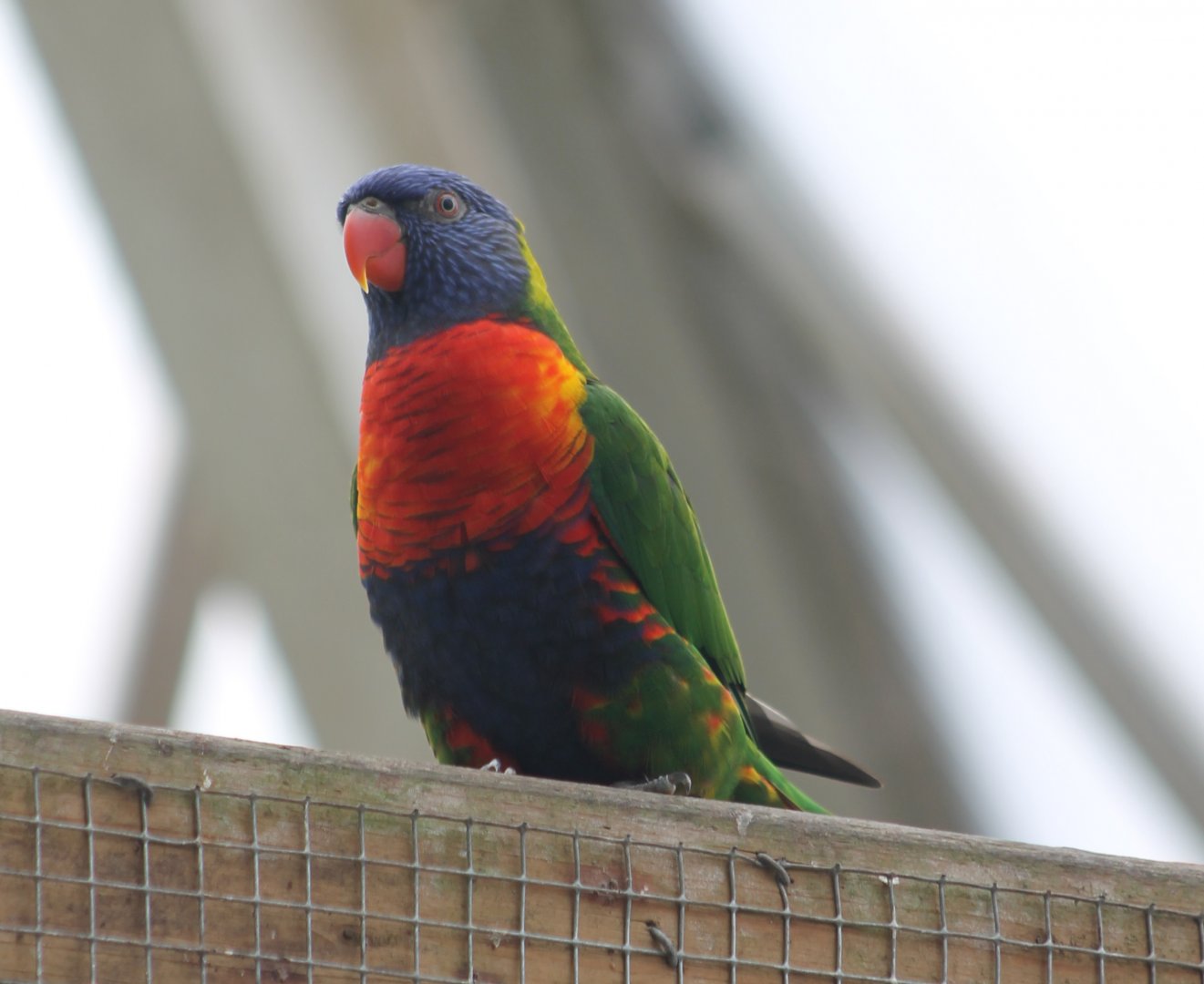 Rainbow lorikeet