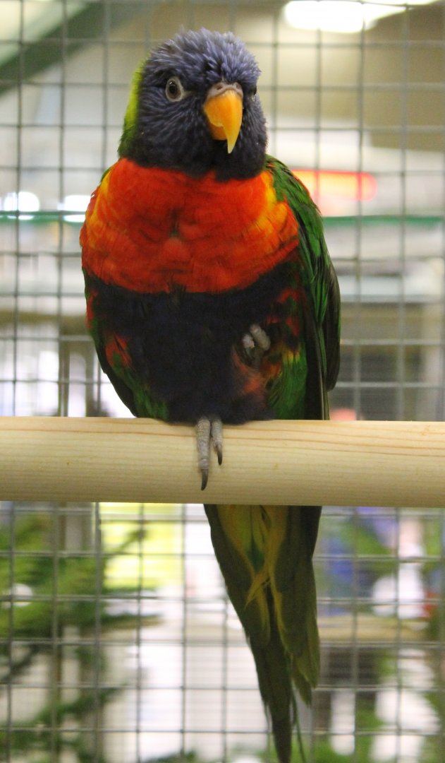 Rainbow lorikeet