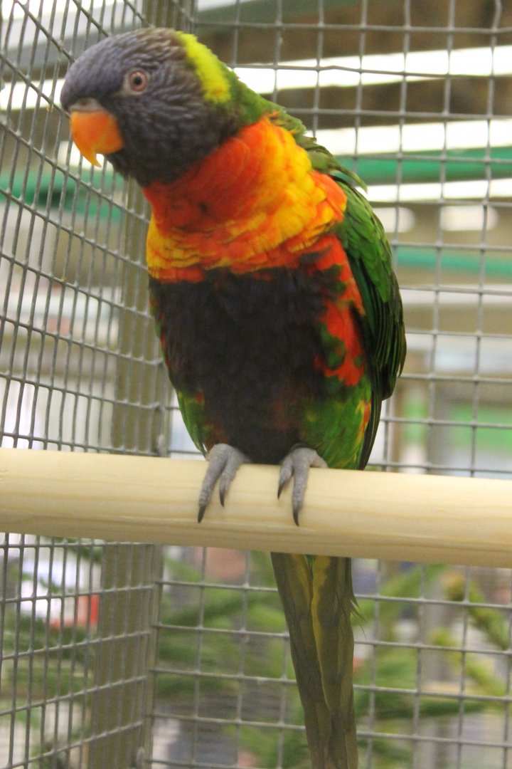 Rainbow lorikeet