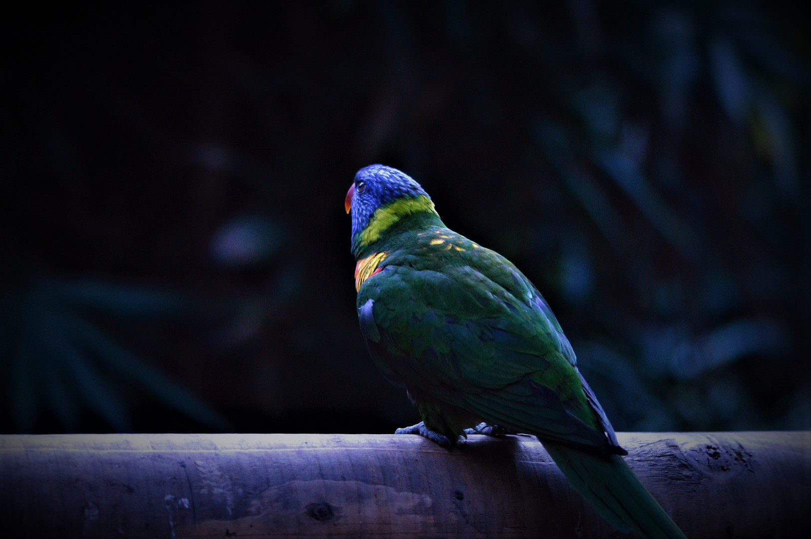 Rainbow lorikeet