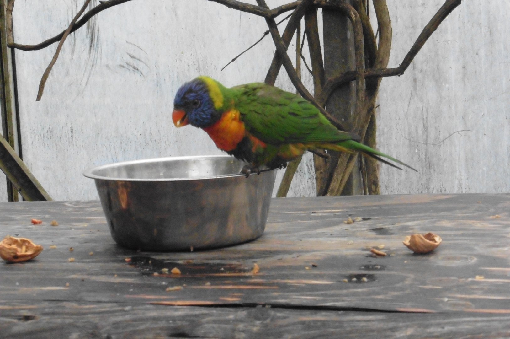 Rainbow Lorikeet