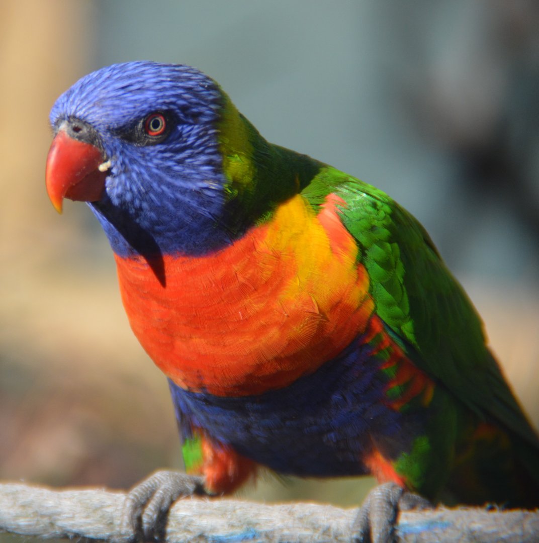 Rainbow lorikeet