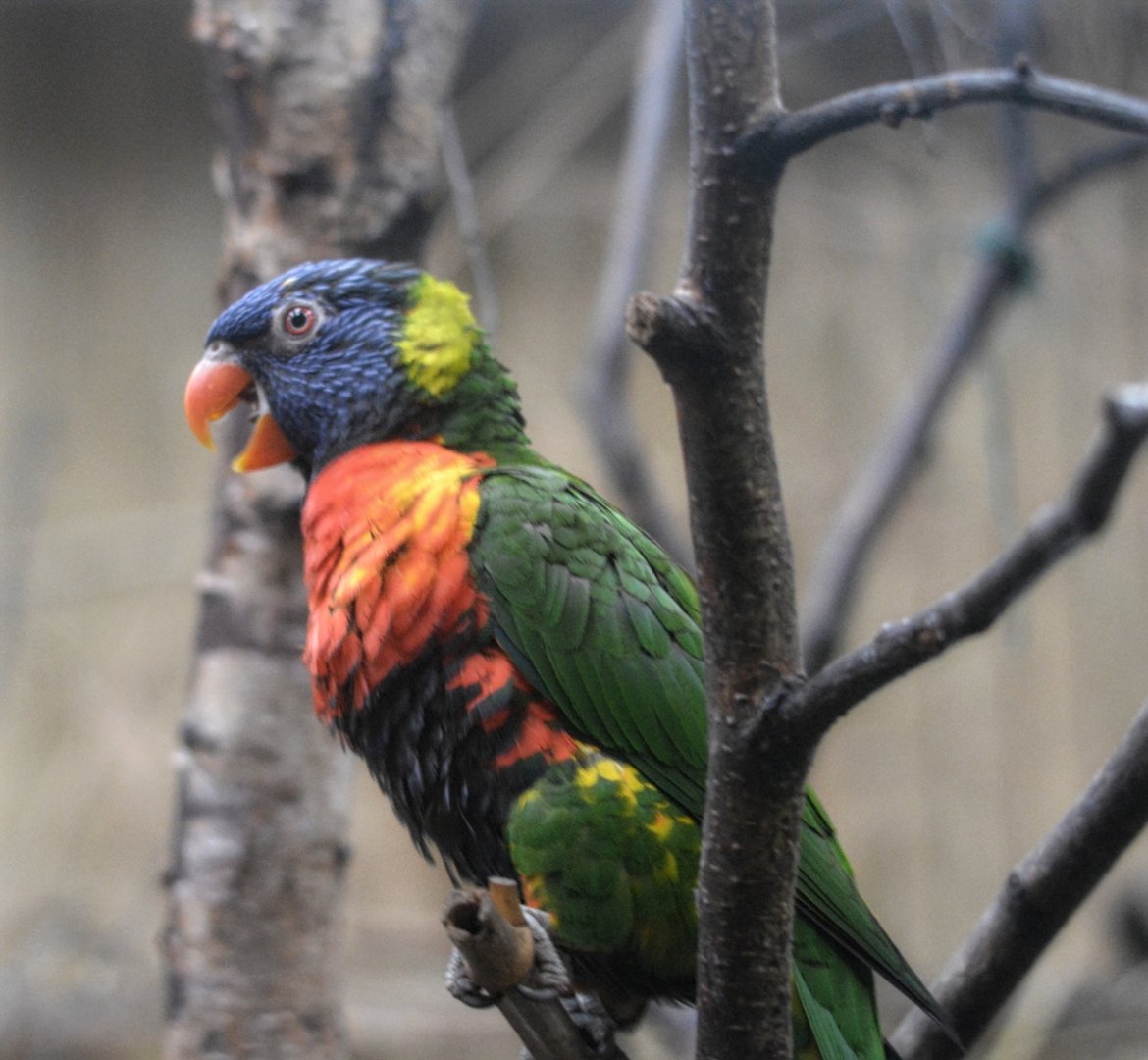 Rainbow Lorikeet