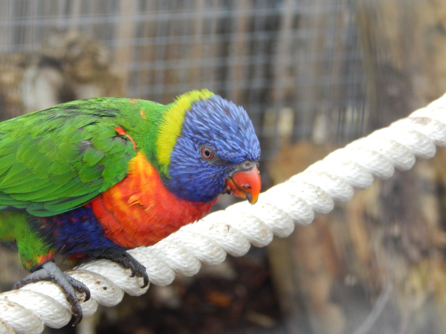 Rainbow Lorikeet