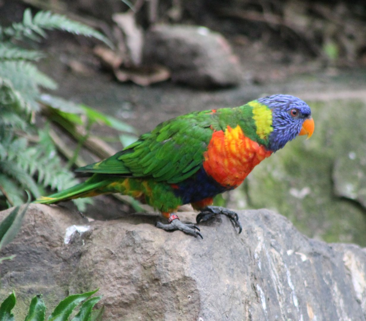 Rainbow lorikeet
