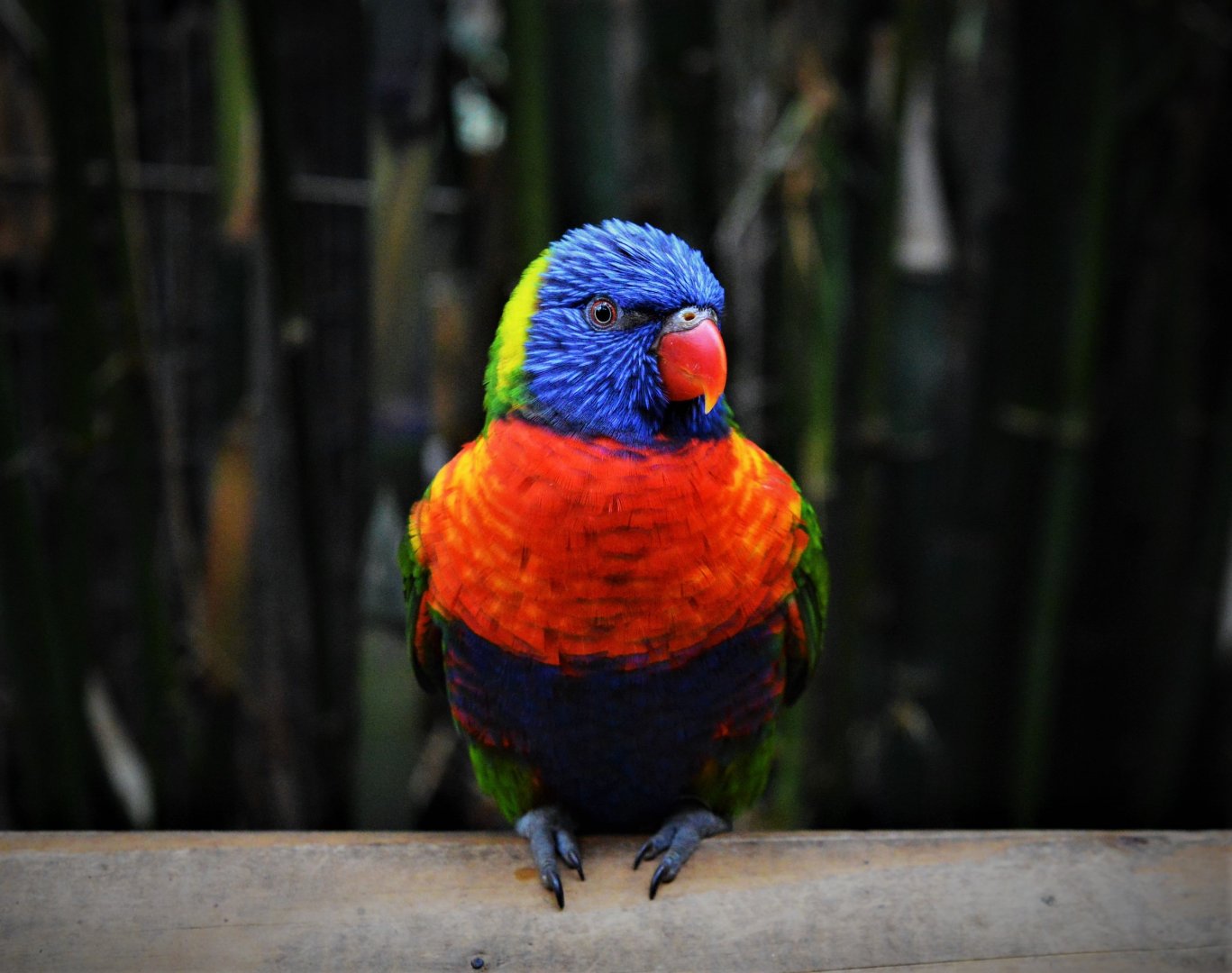 Rainbow lorikeet