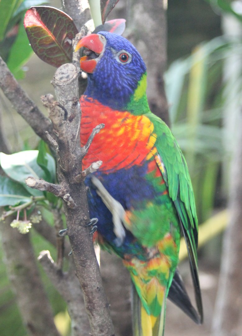 Rainbow lorikeet