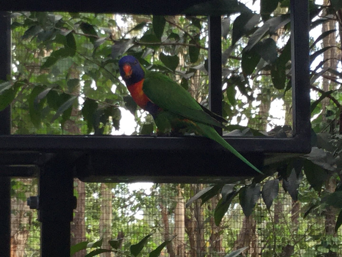 Rainbow Lorikeet