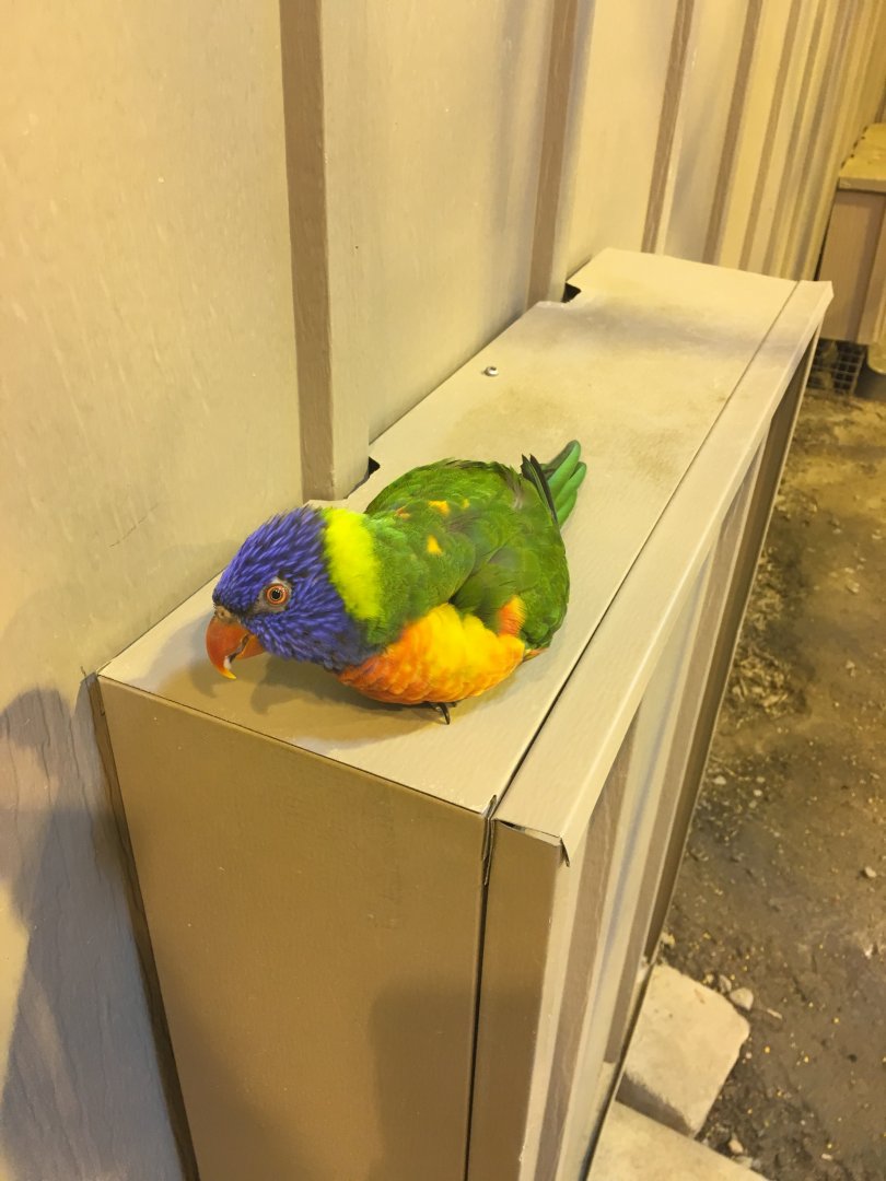 Rainbow Lorikeet