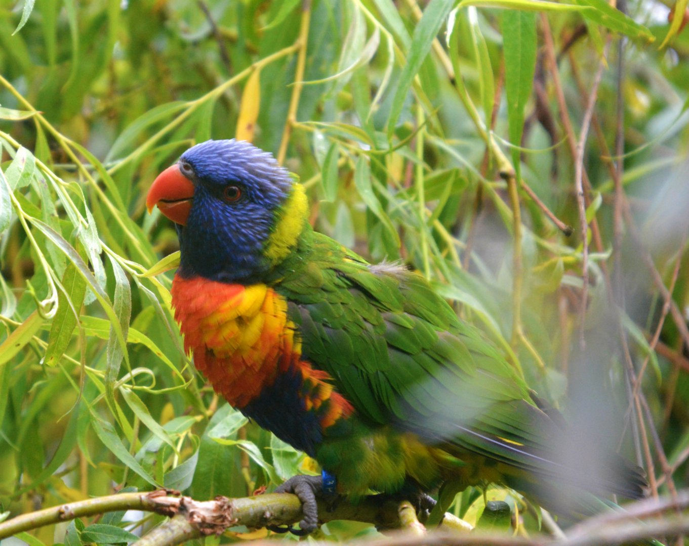 Rainbow Lorikeet