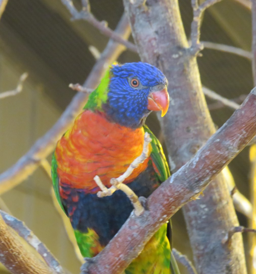 Rainbow lorikeet