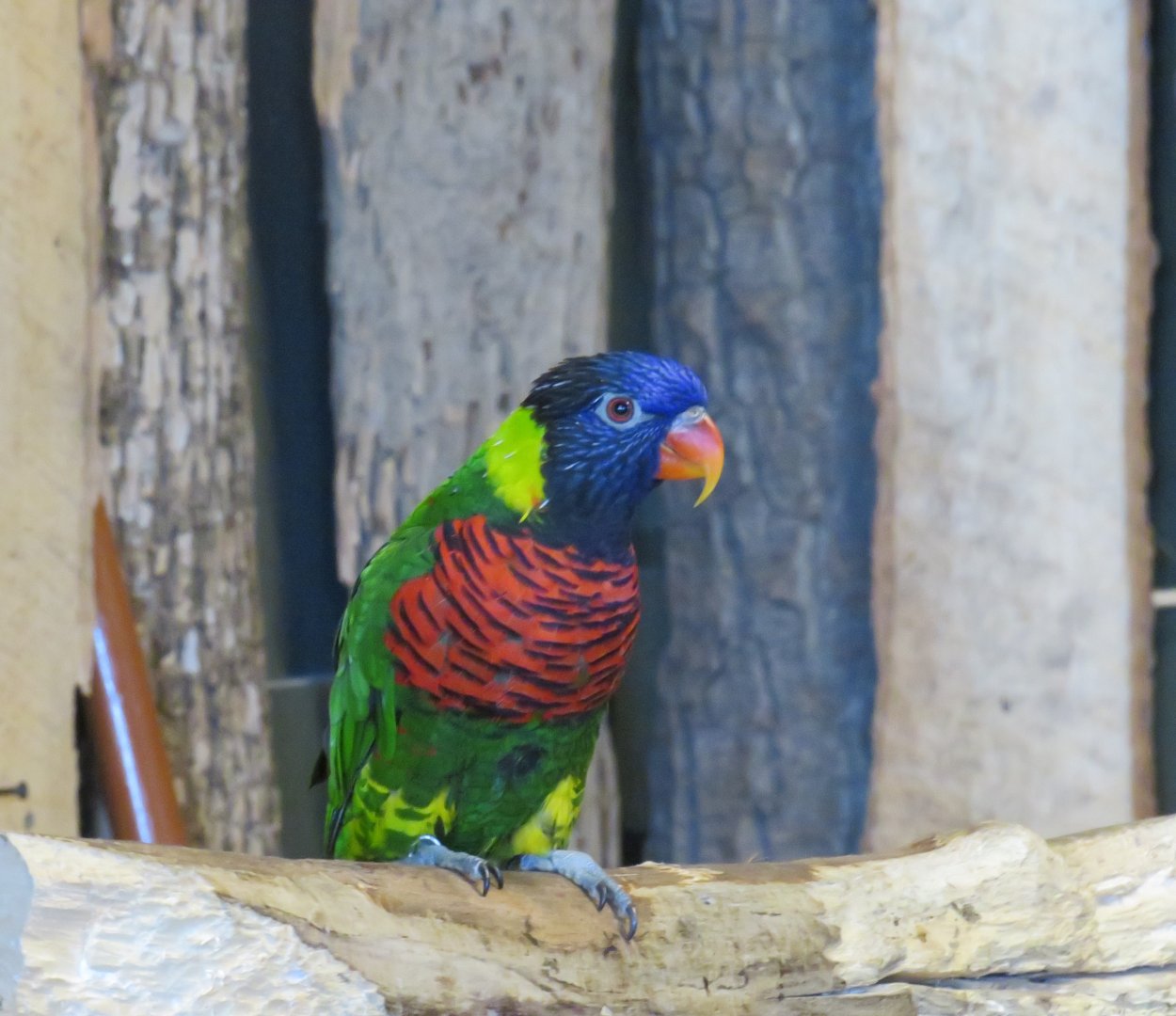 Rainbow lorikeet