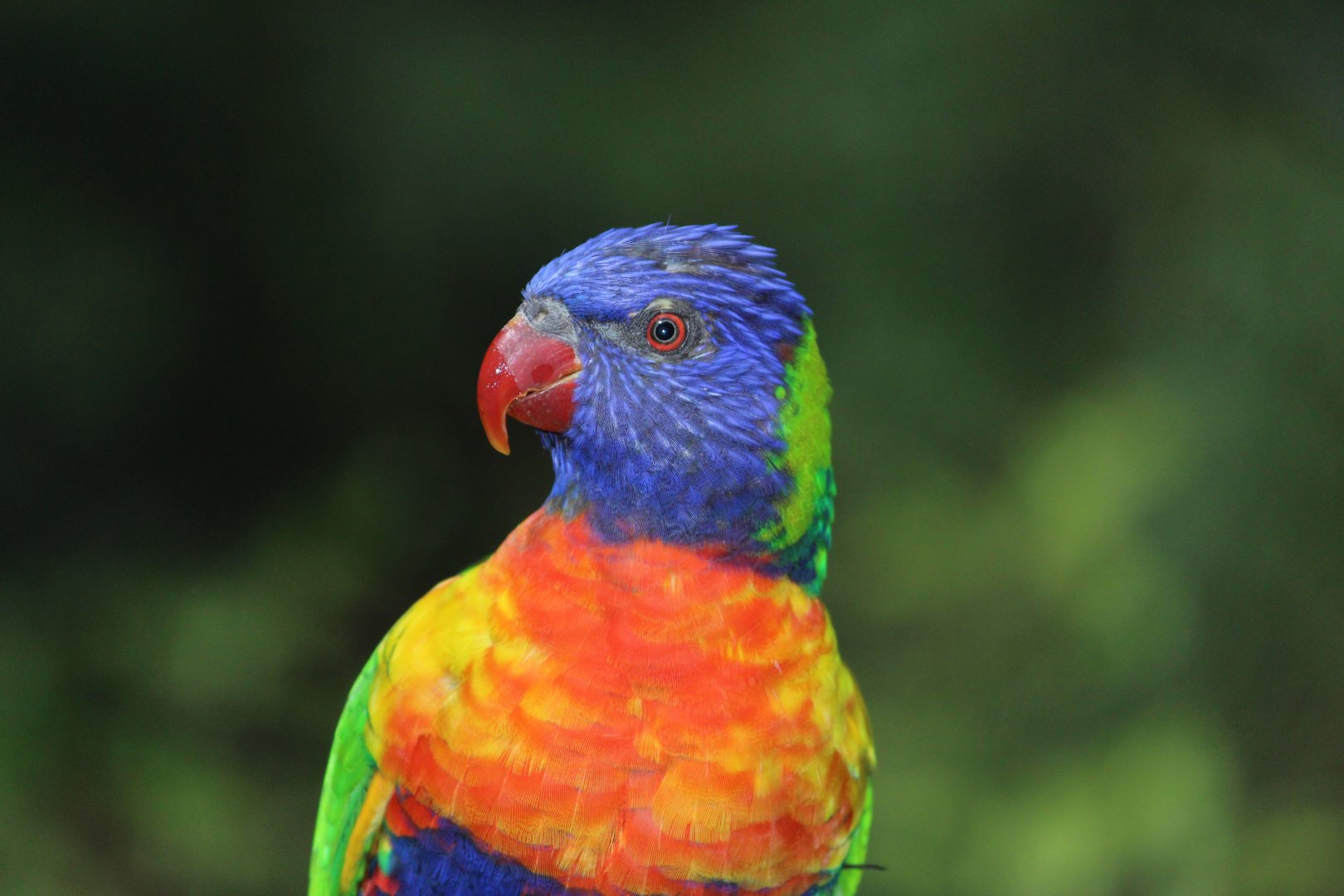 Rainbow Lorikeet