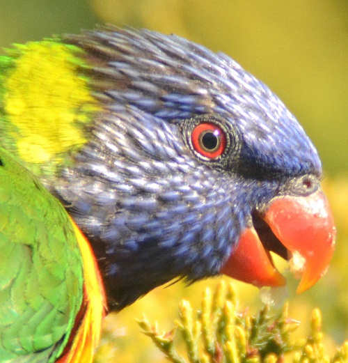 Rainbow lorikeet