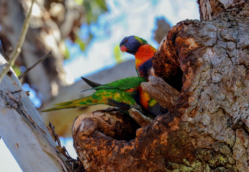 Rainbow Lorikeet