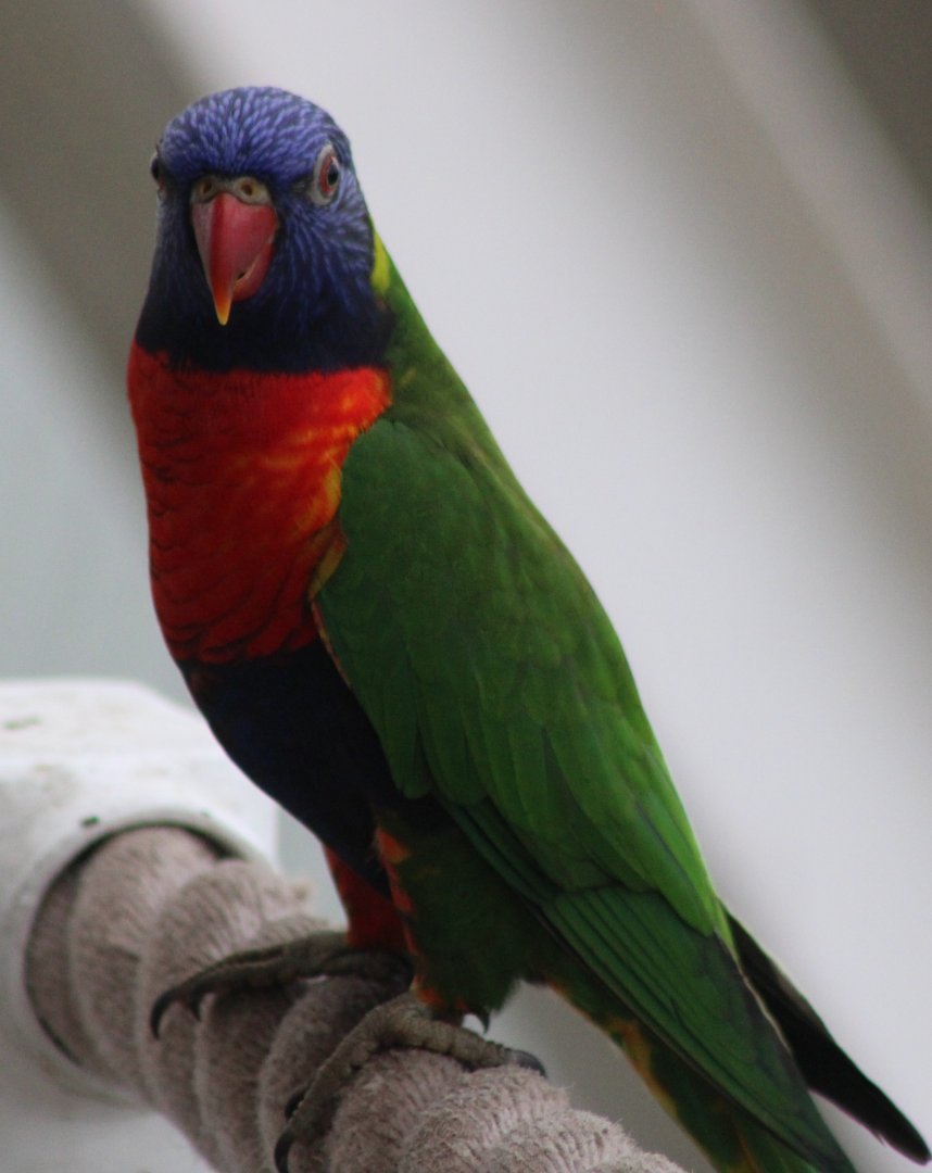 Rainbow lorikeet