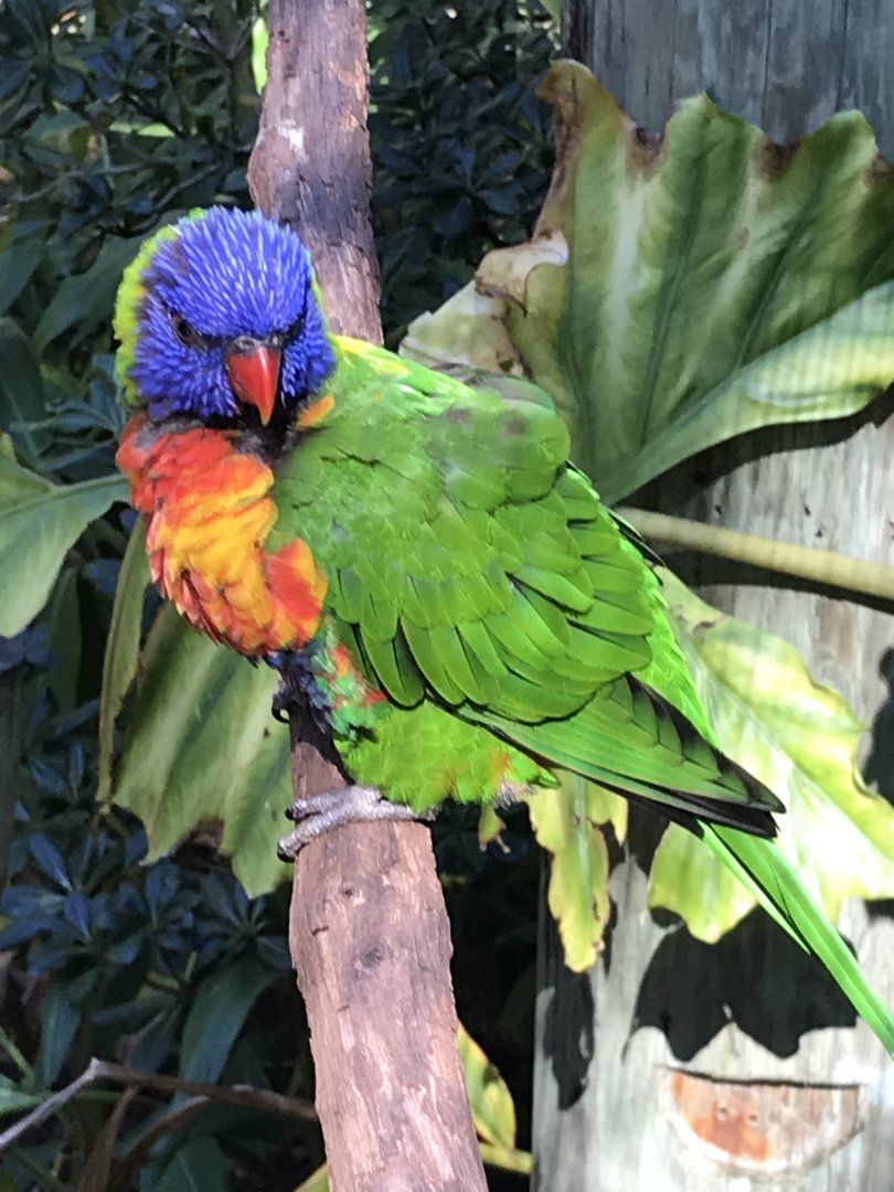Rainbow lorikeet