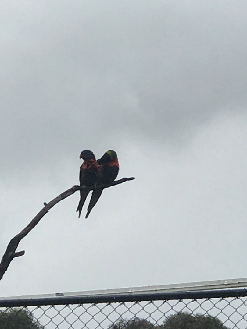 Rainbow Lorikeet