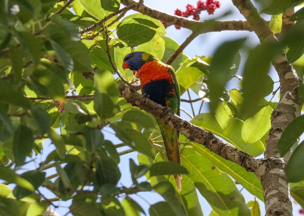 Rainbow Lorikeet