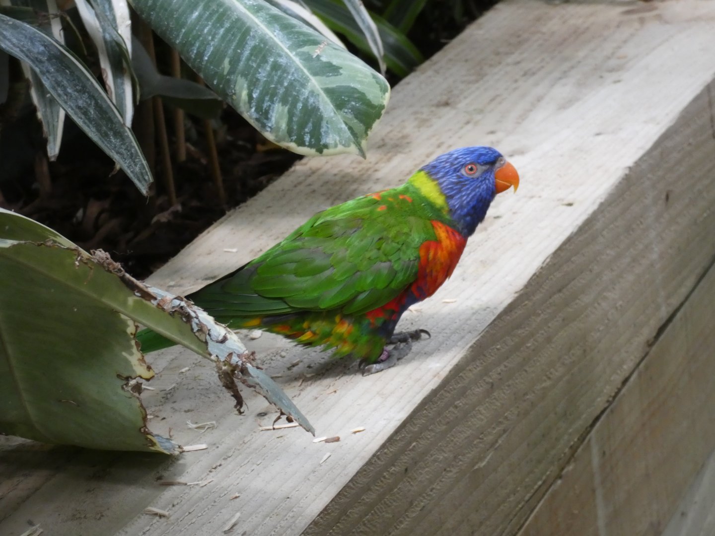 Rainbow Lorikeet
