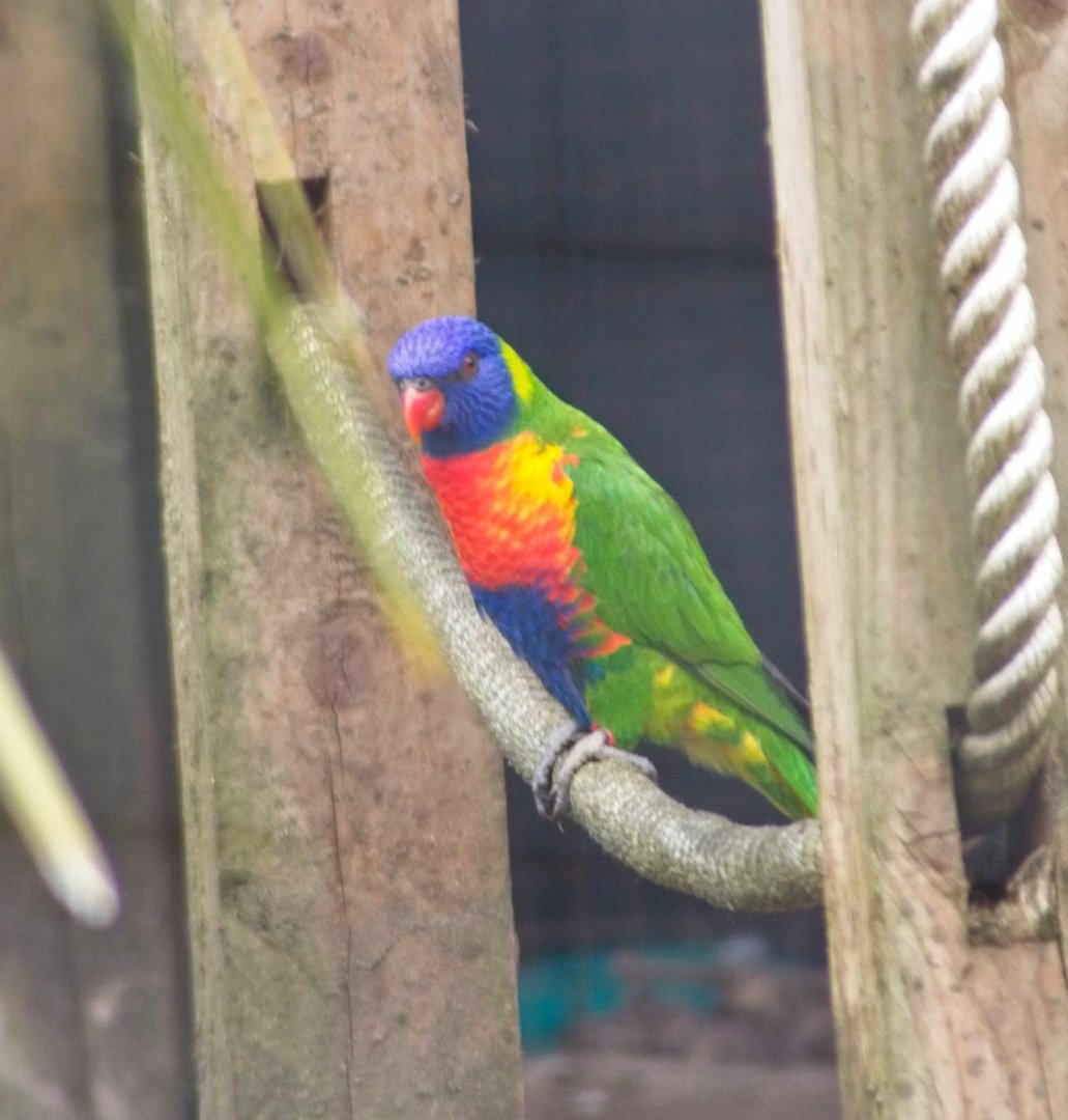 Rainbow Lorikeet