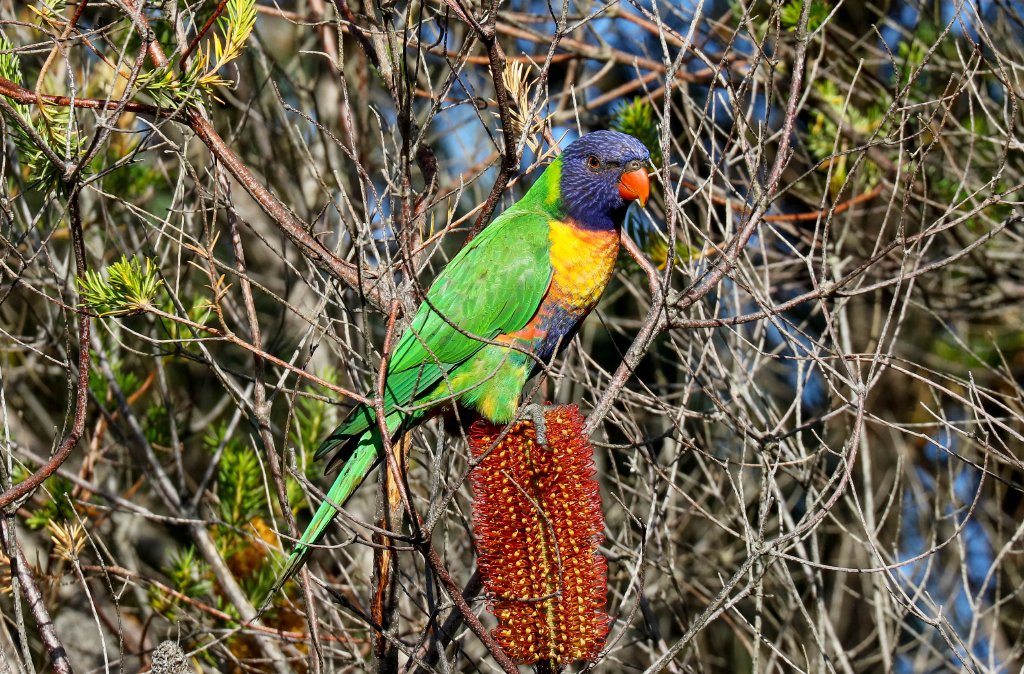 Rainbow Lorikeet