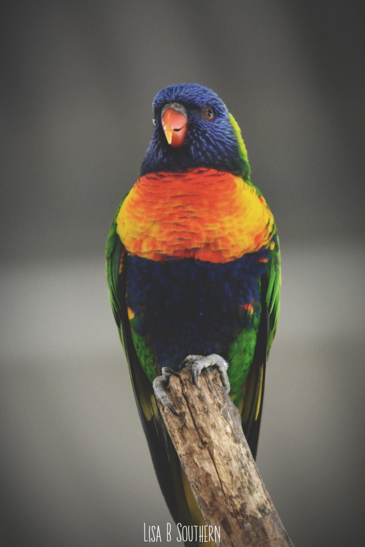 rainbow lorikeet