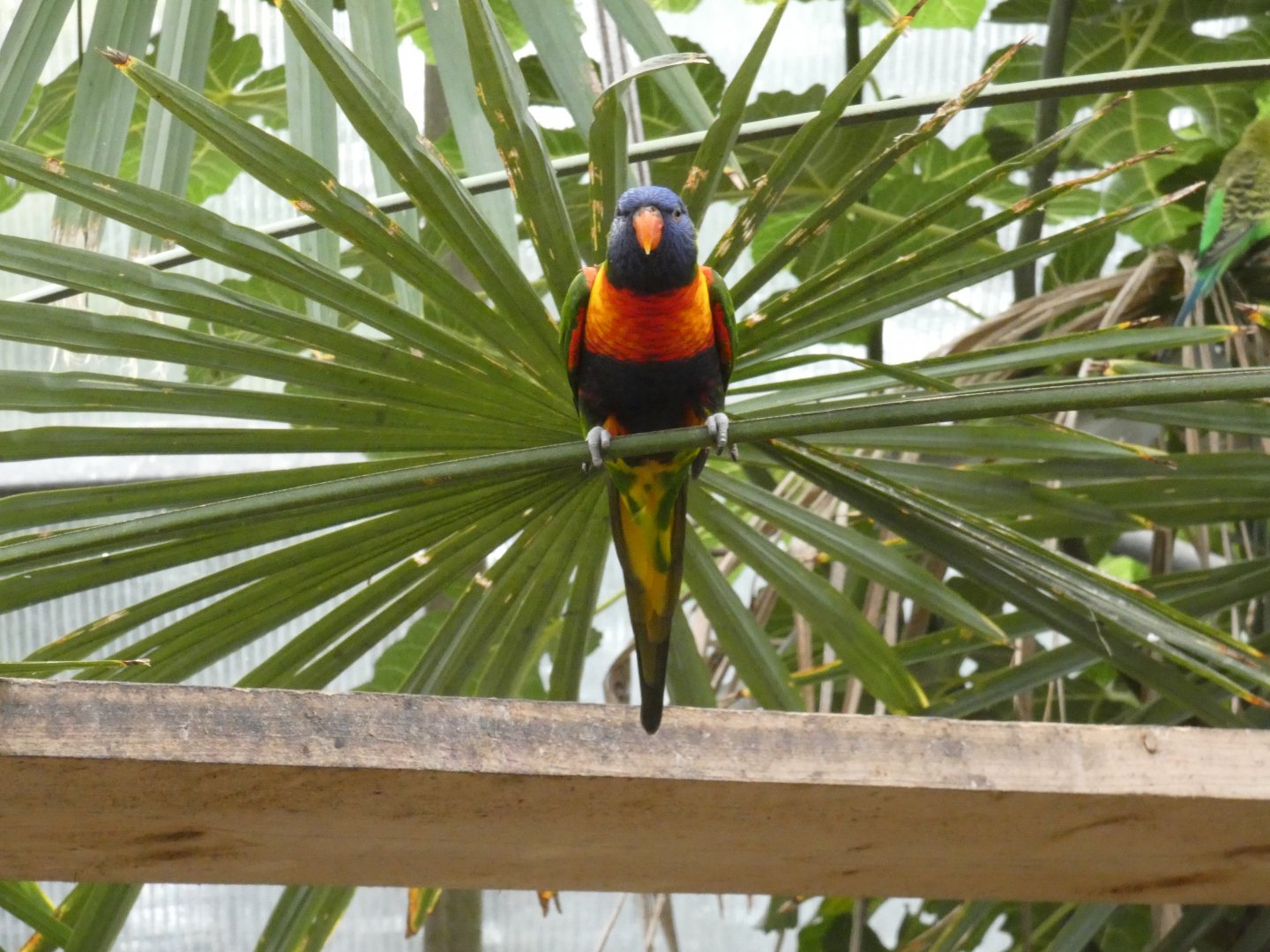 Rainbow lorikeet