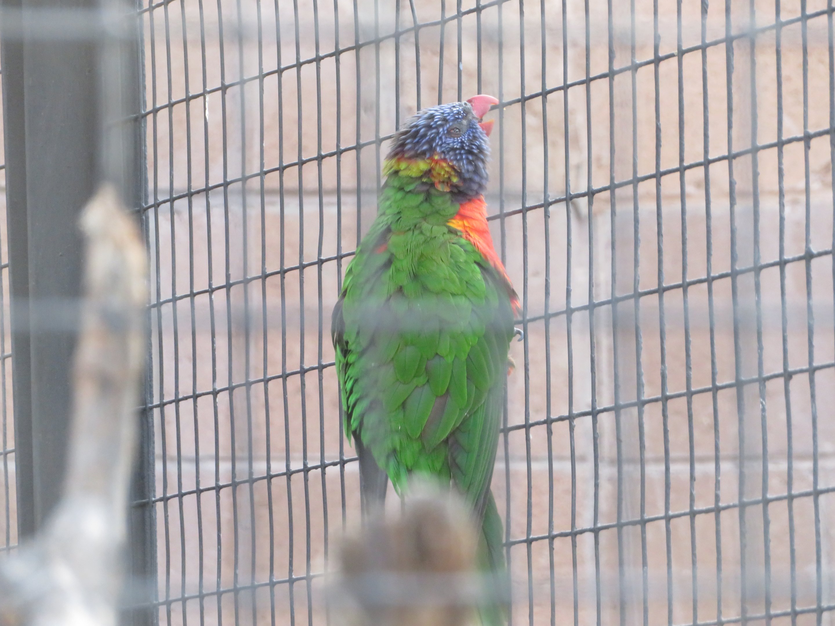 Rainbow Lorikeet?