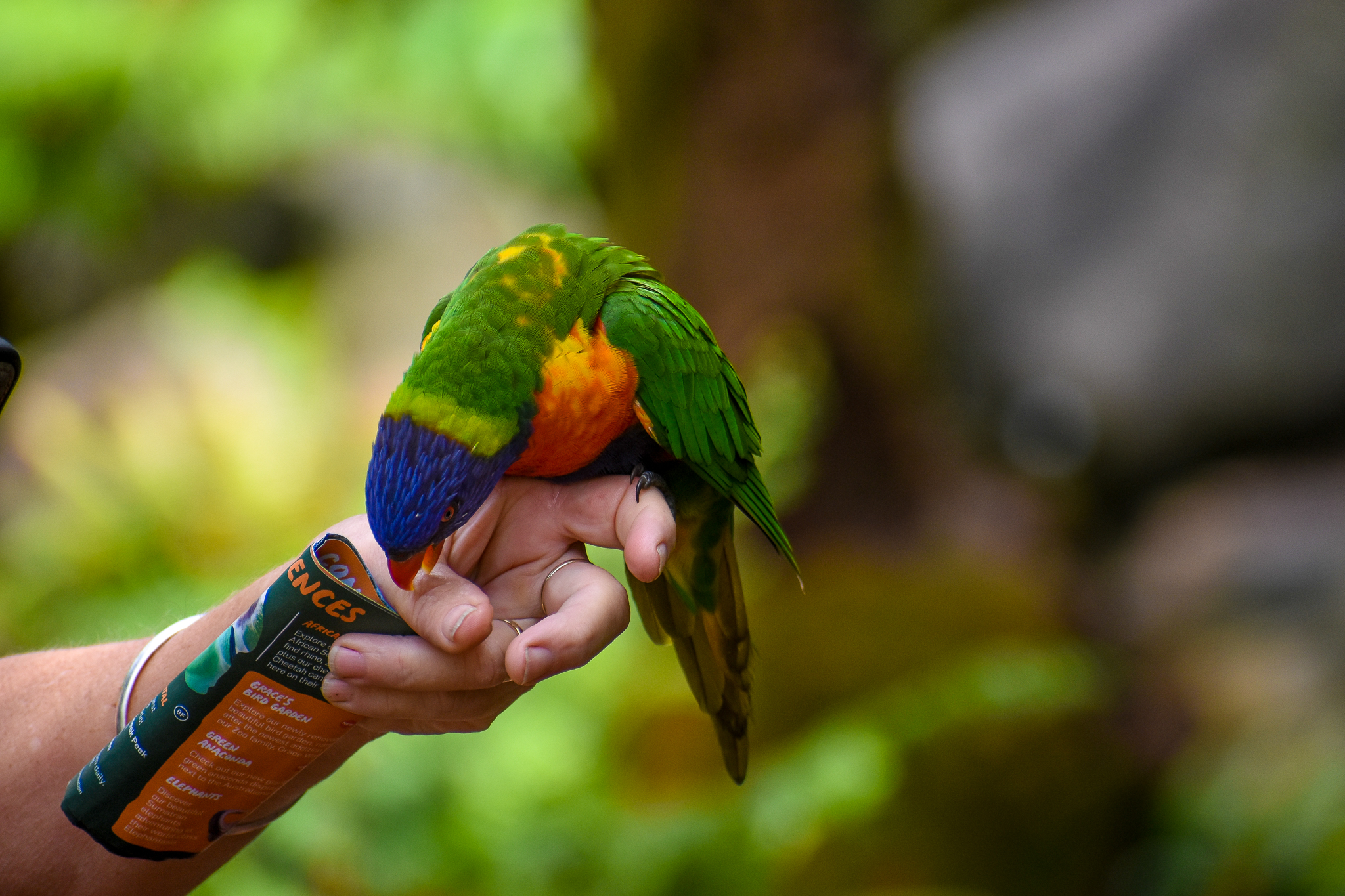 Rainbow Lorikeet
