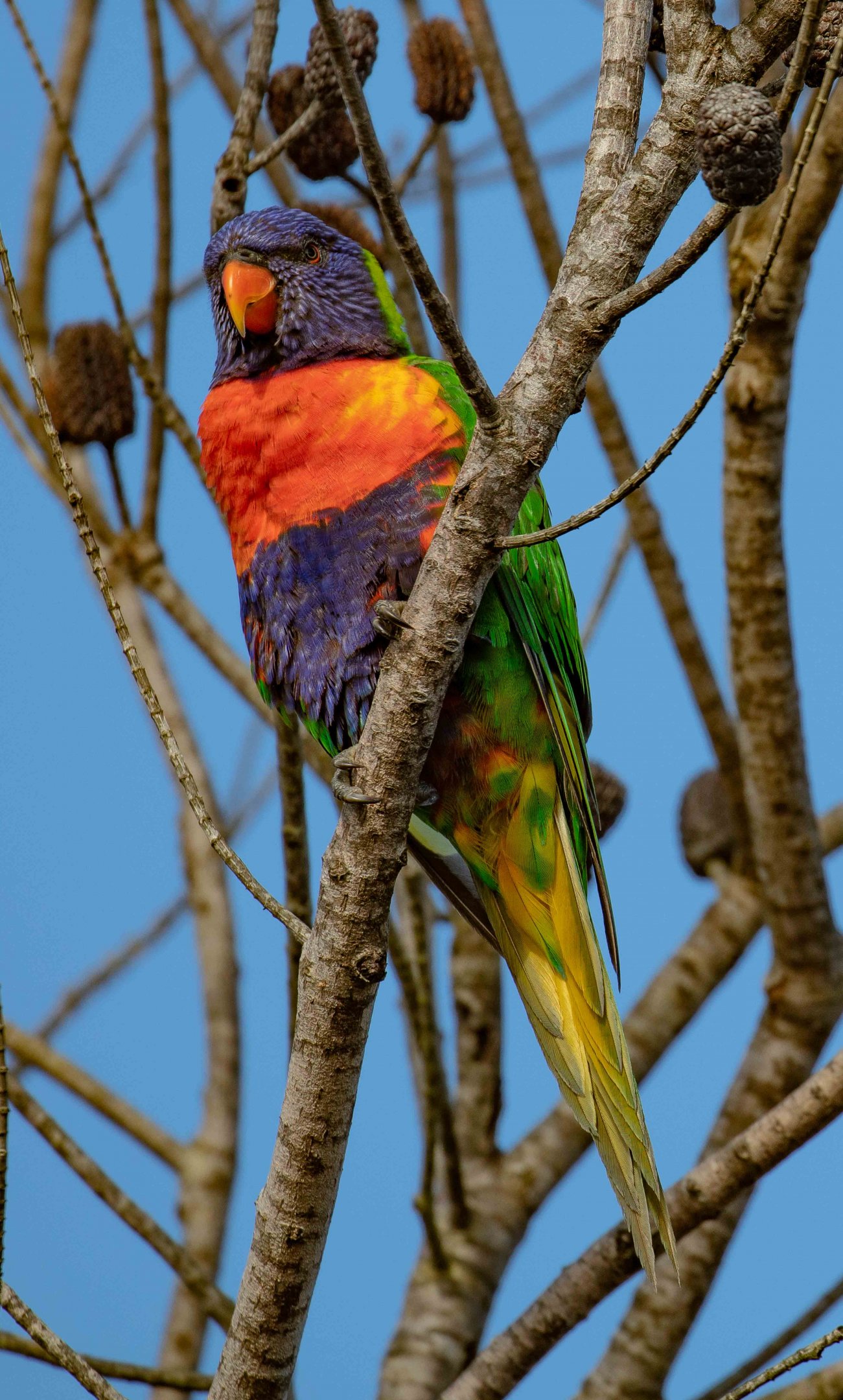 Rainbow Lorikeet