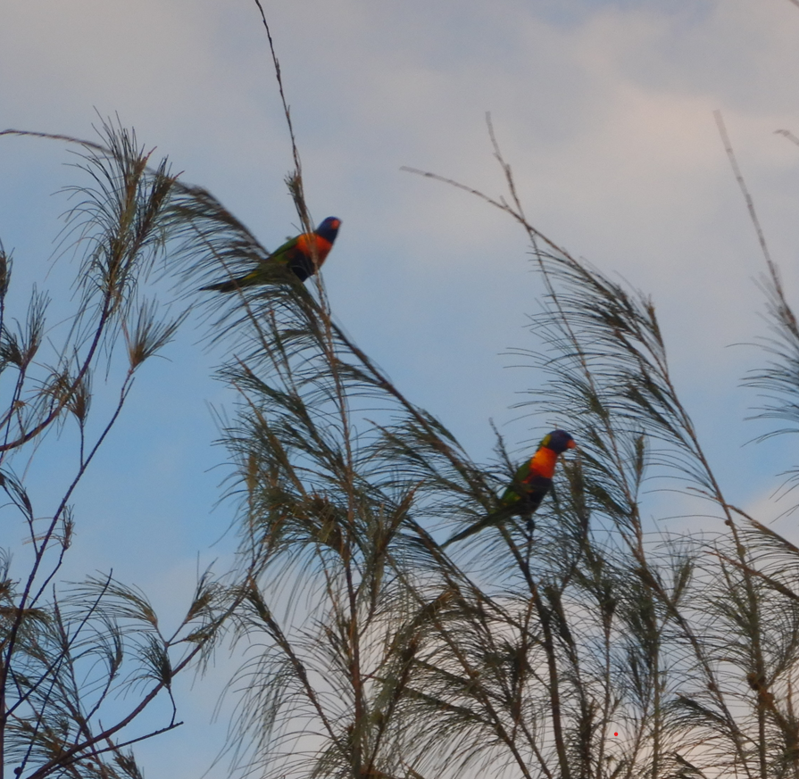 Rainbow Lorikeet