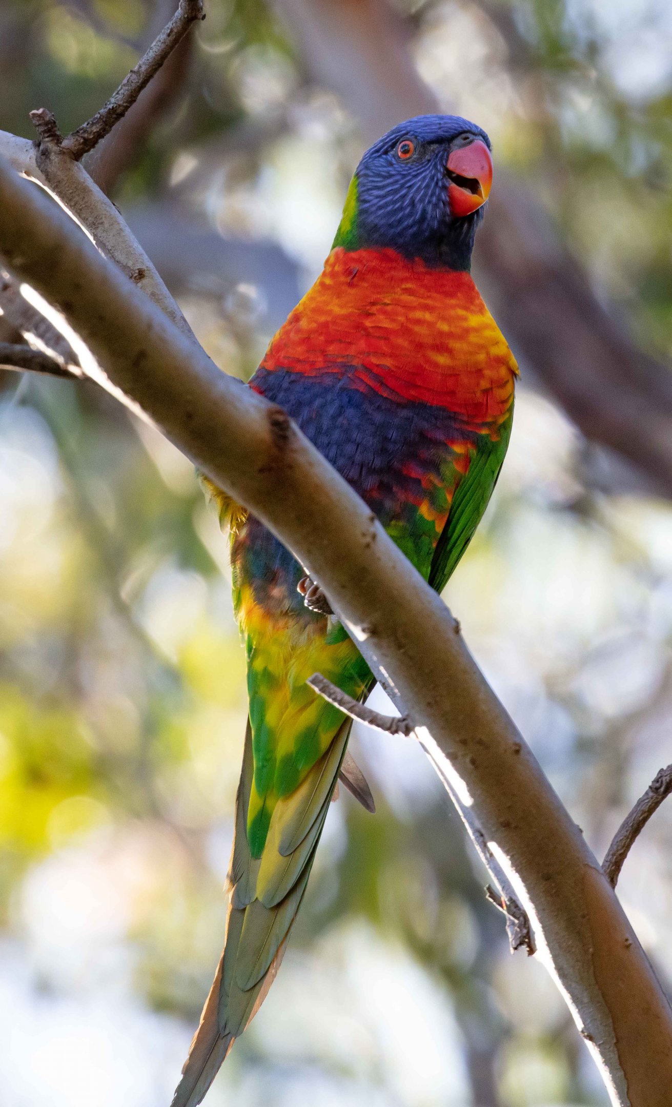 Rainbow Lorikeet