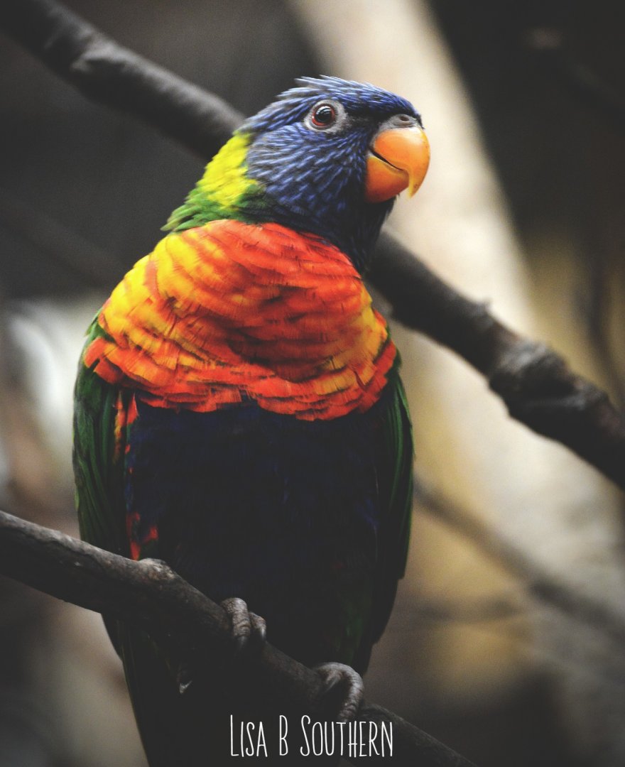 Rainbow Lorikeet