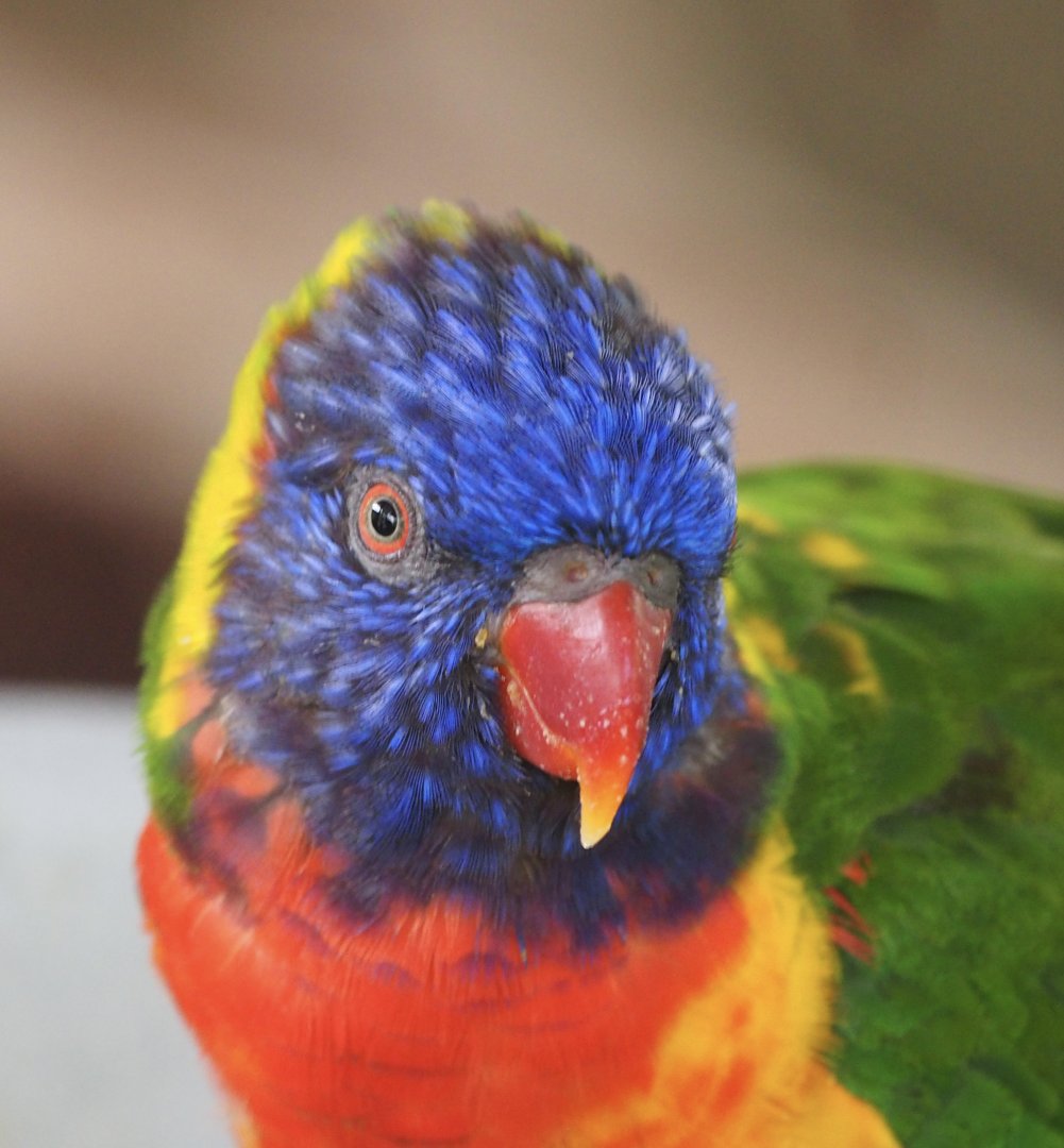 Rainbow lorikeet