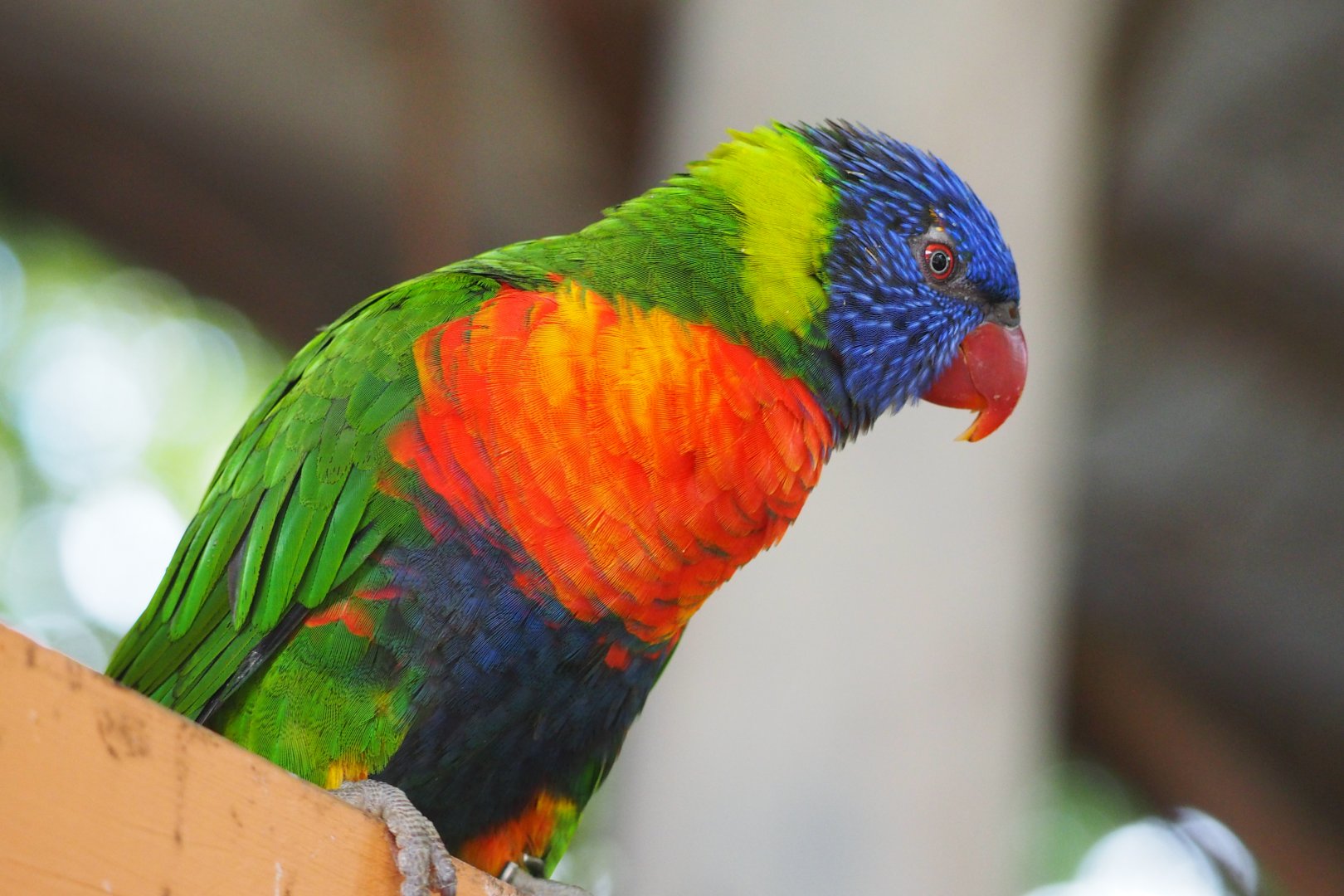 Rainbow lorikeet