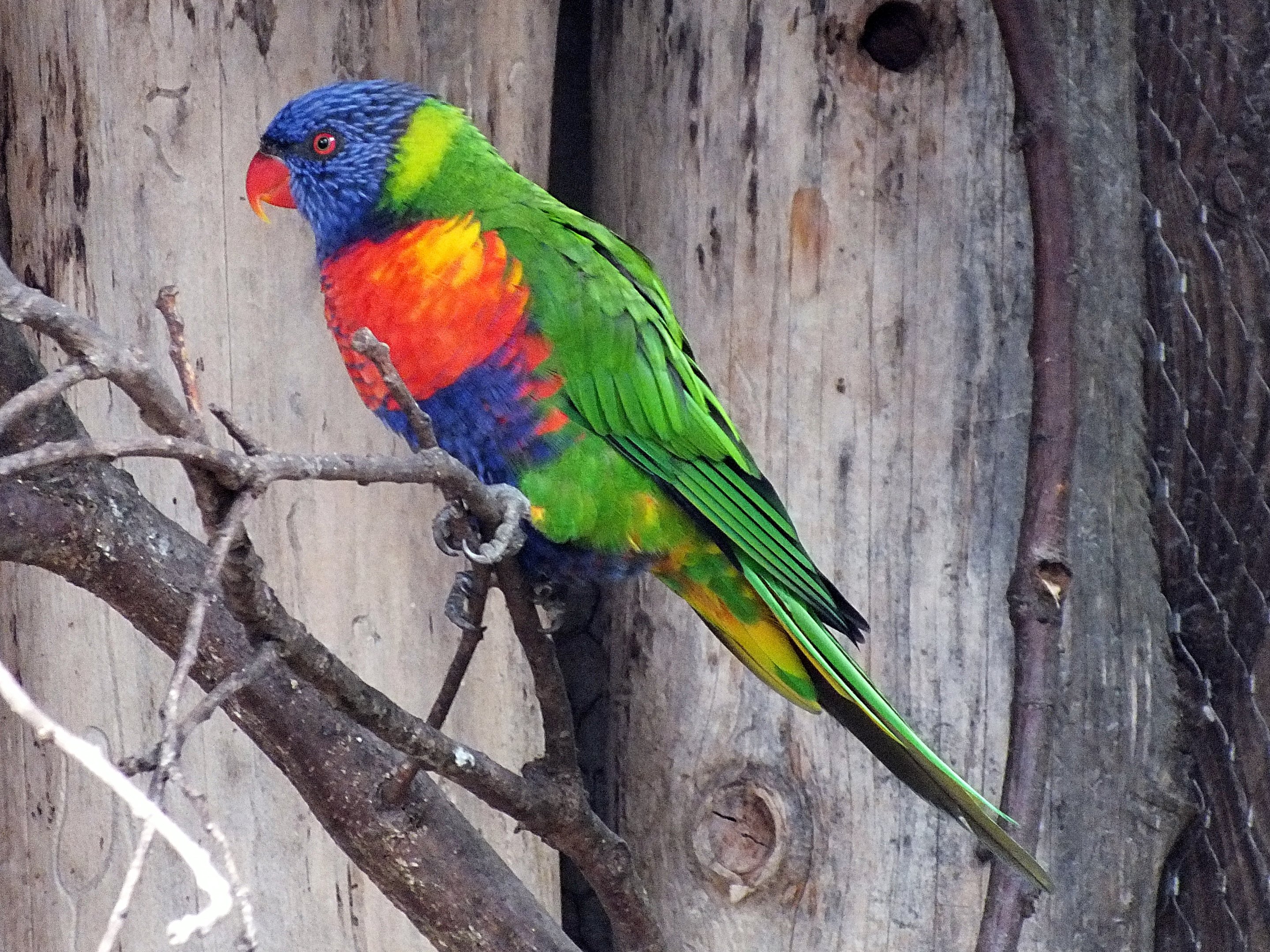 Rainbow lorikeet