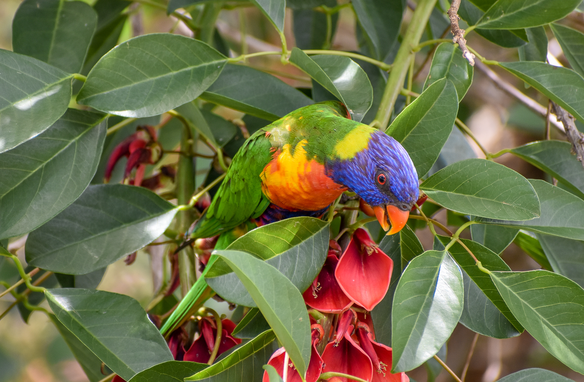 Rainbow Lorikeet