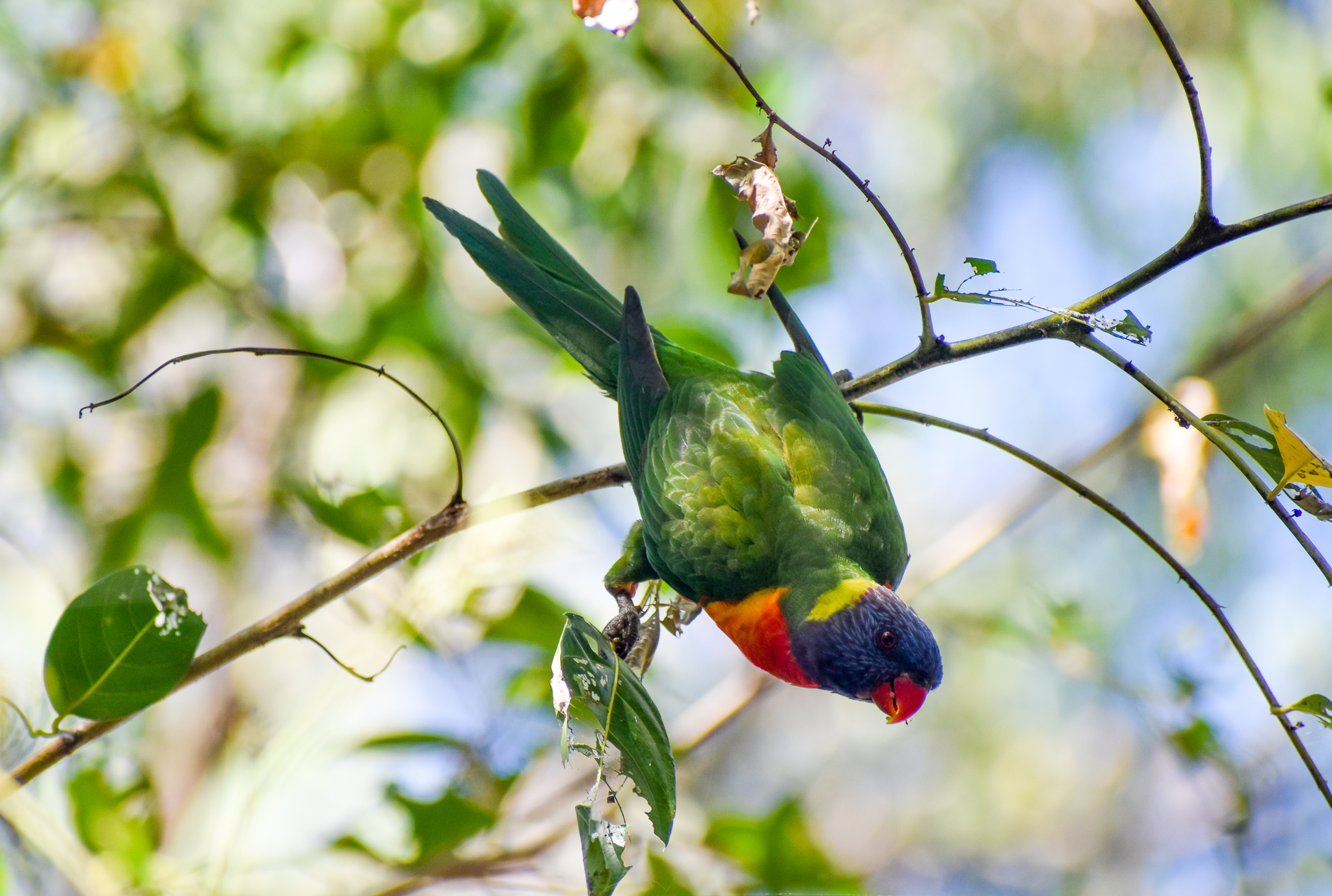Rainbow Lorikeet
