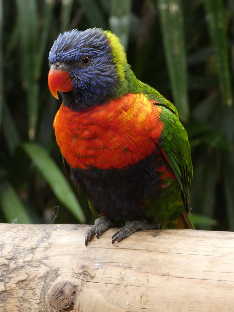 Rainbow lorikeet