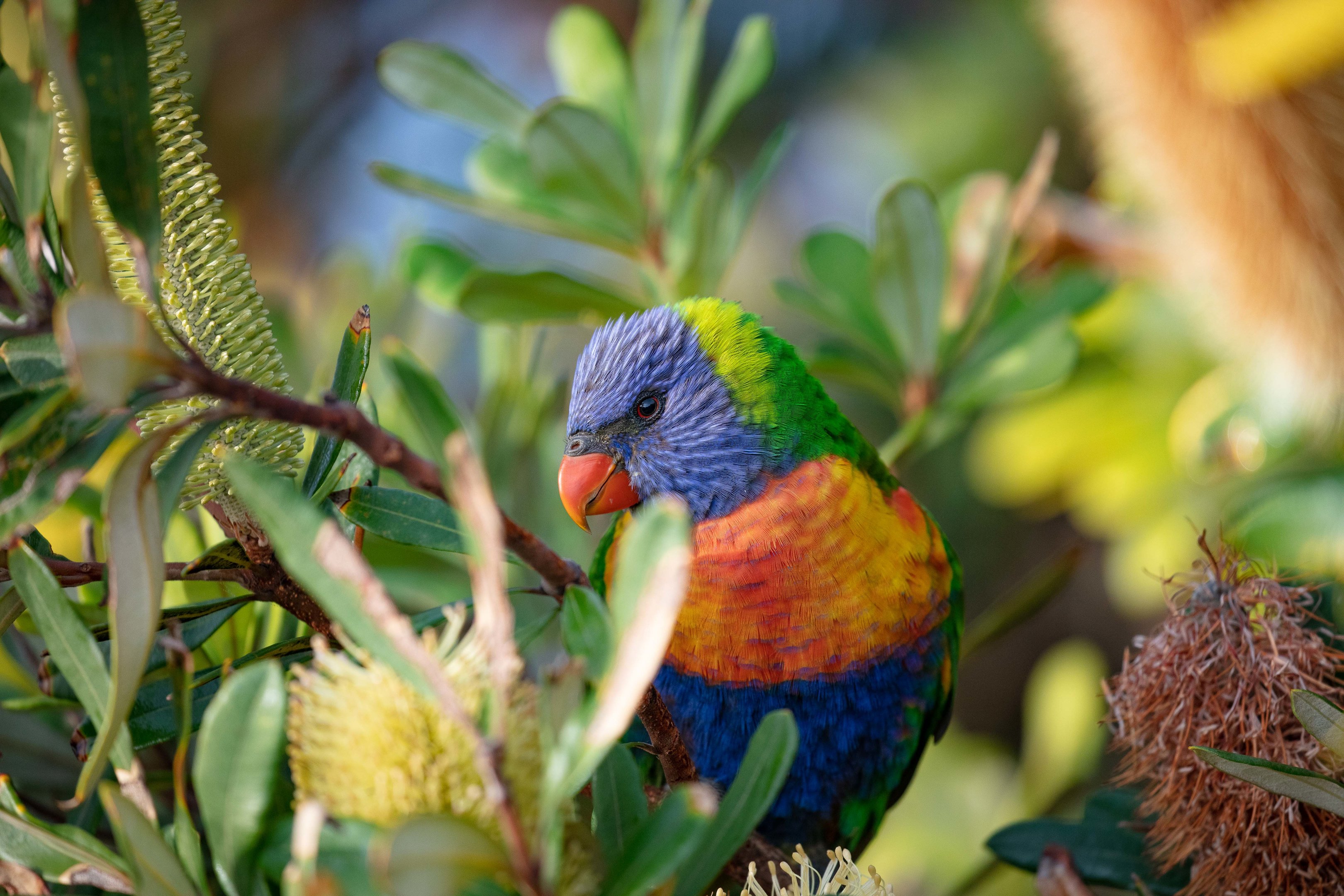 Rainbow Lorikeet
