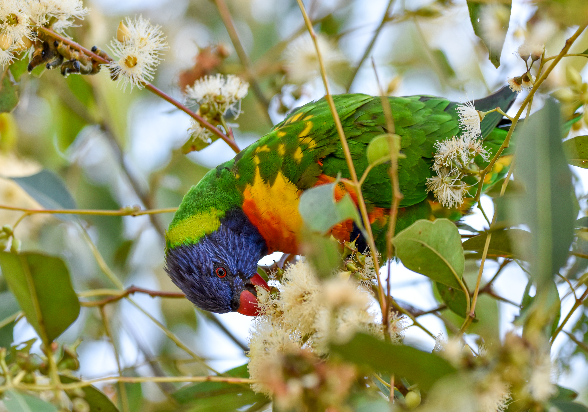 Rainbow Lorikeet