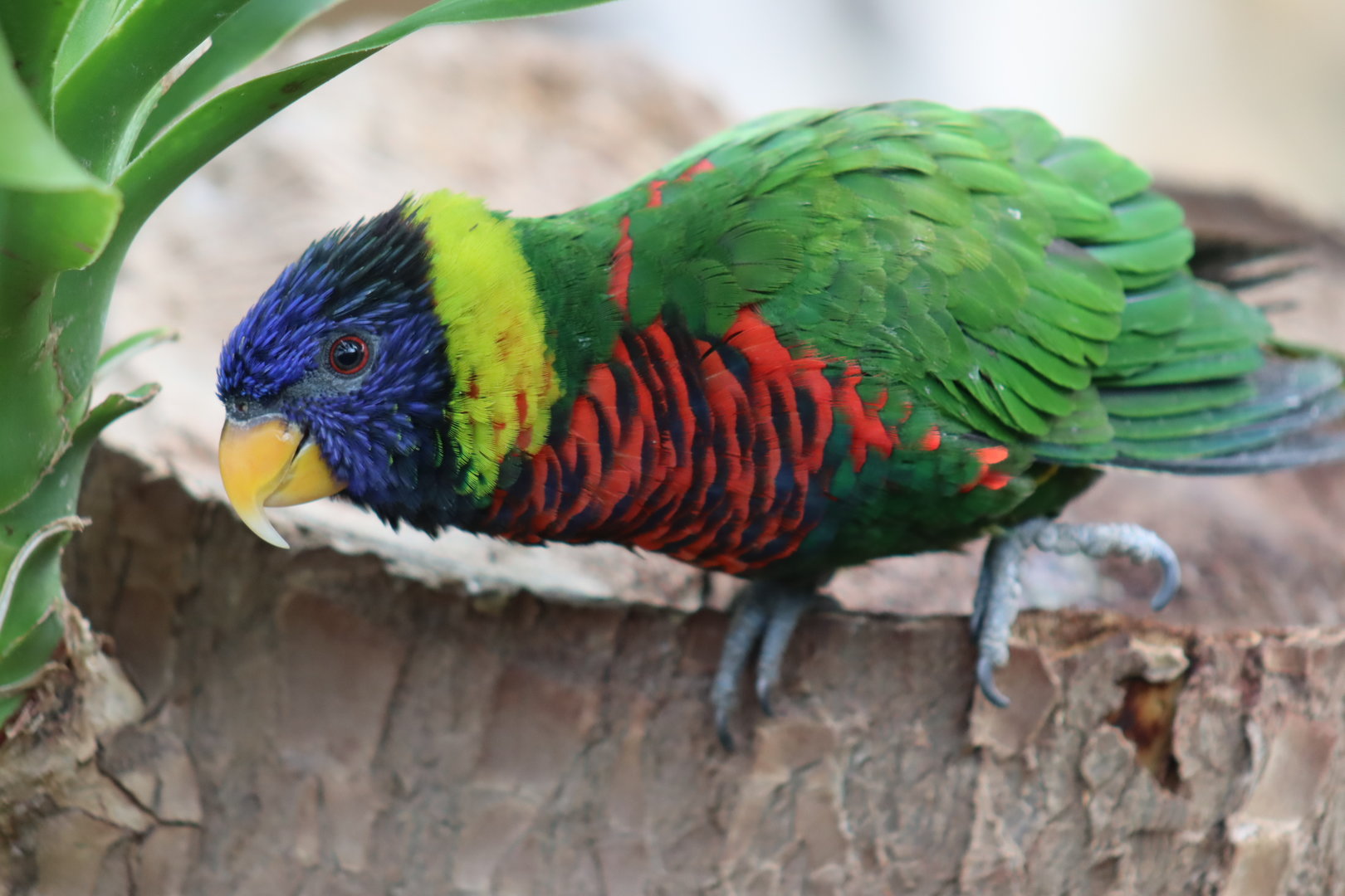 Rainbow Lorikeet