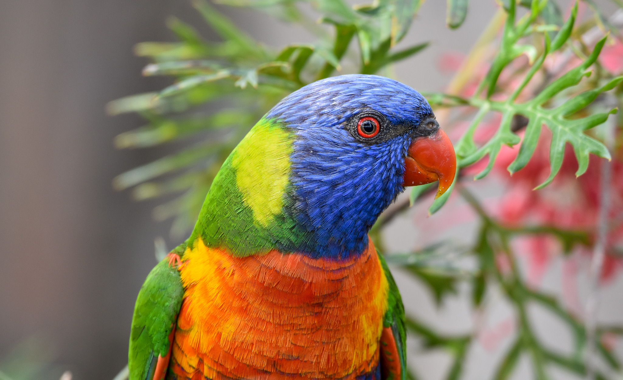 Rainbow Lorikeet