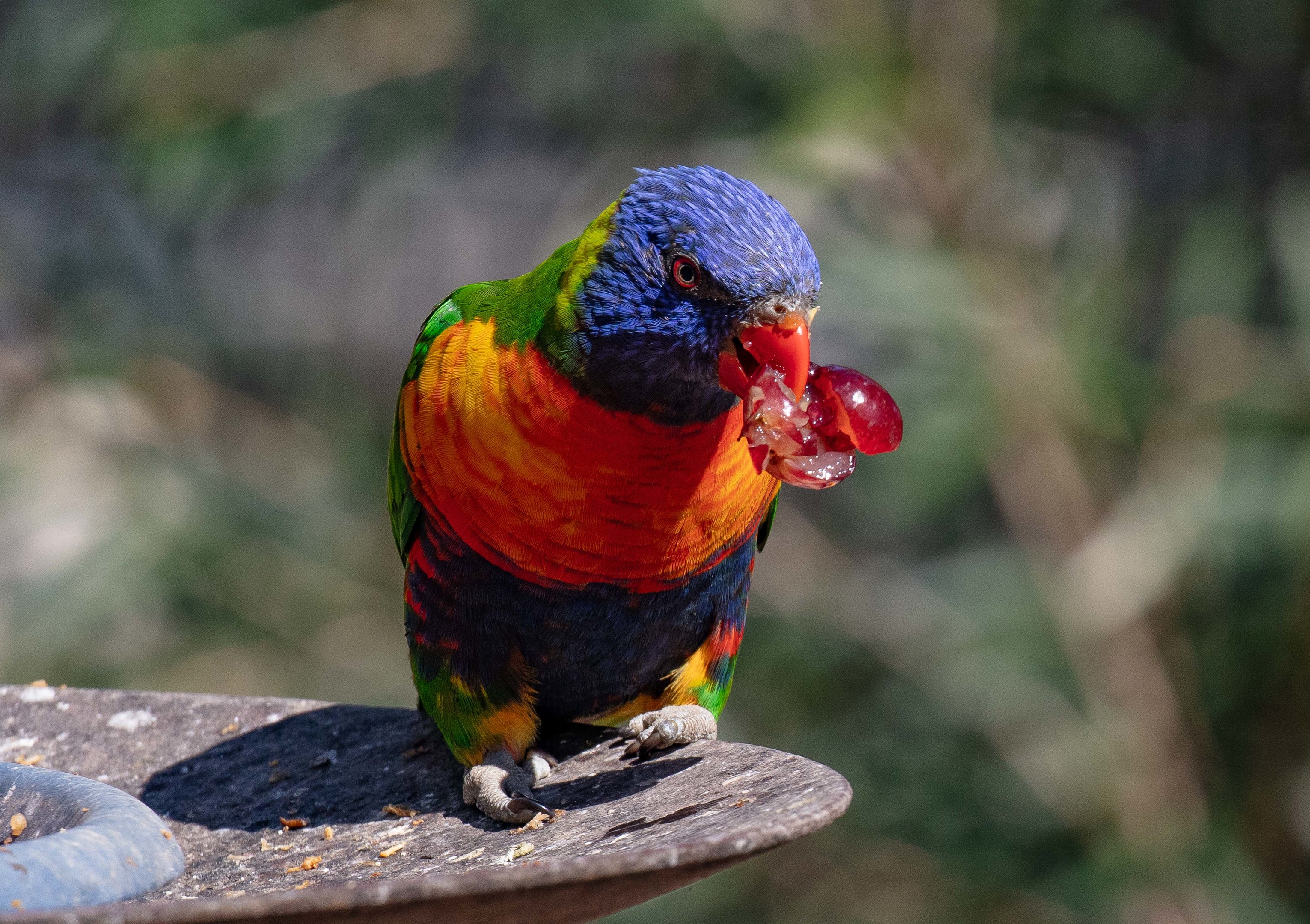 Rainbow Lorikeet