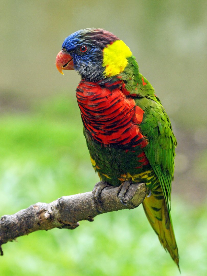 Rainbow lorikeet