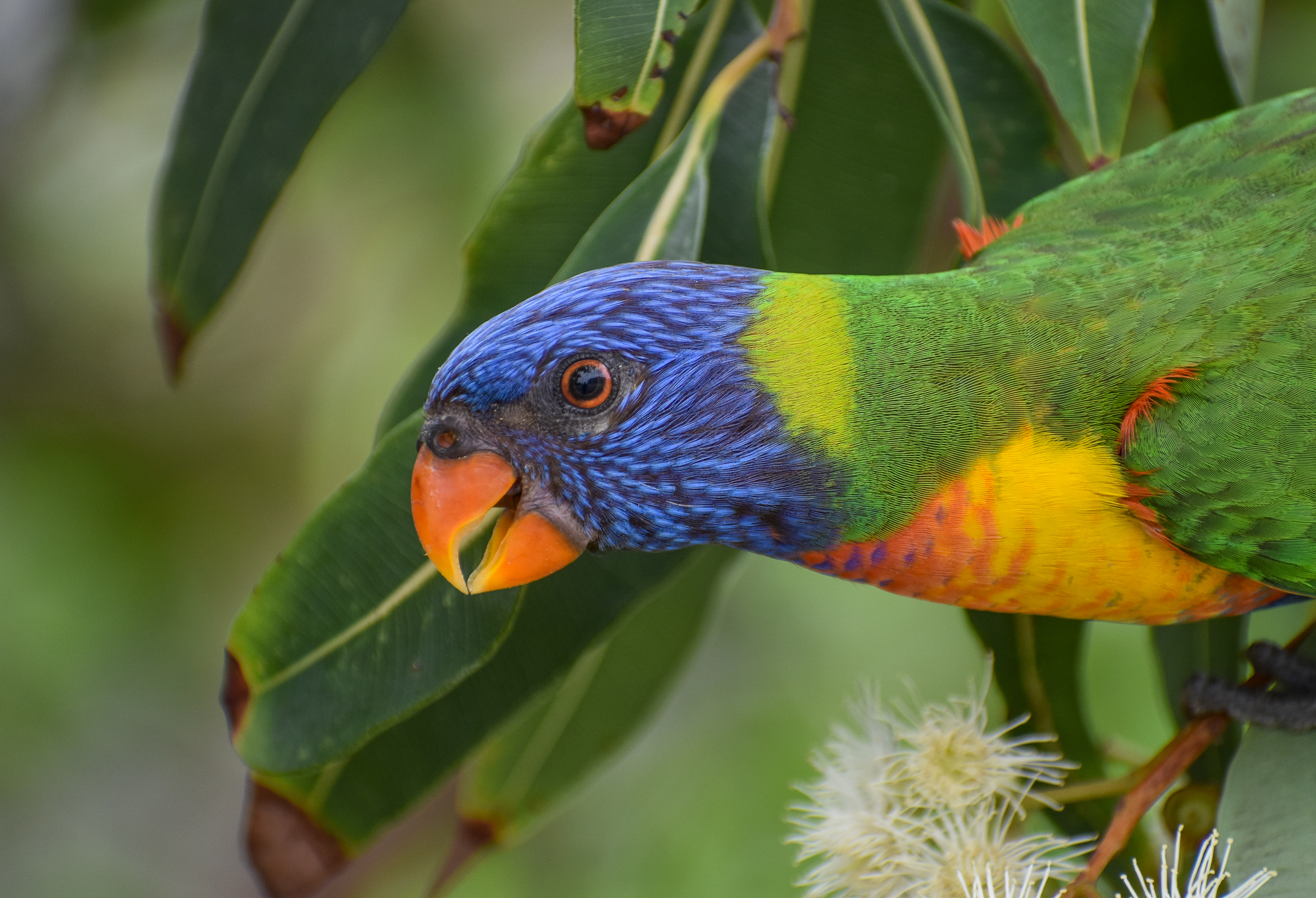 Rainbow Lorikeet