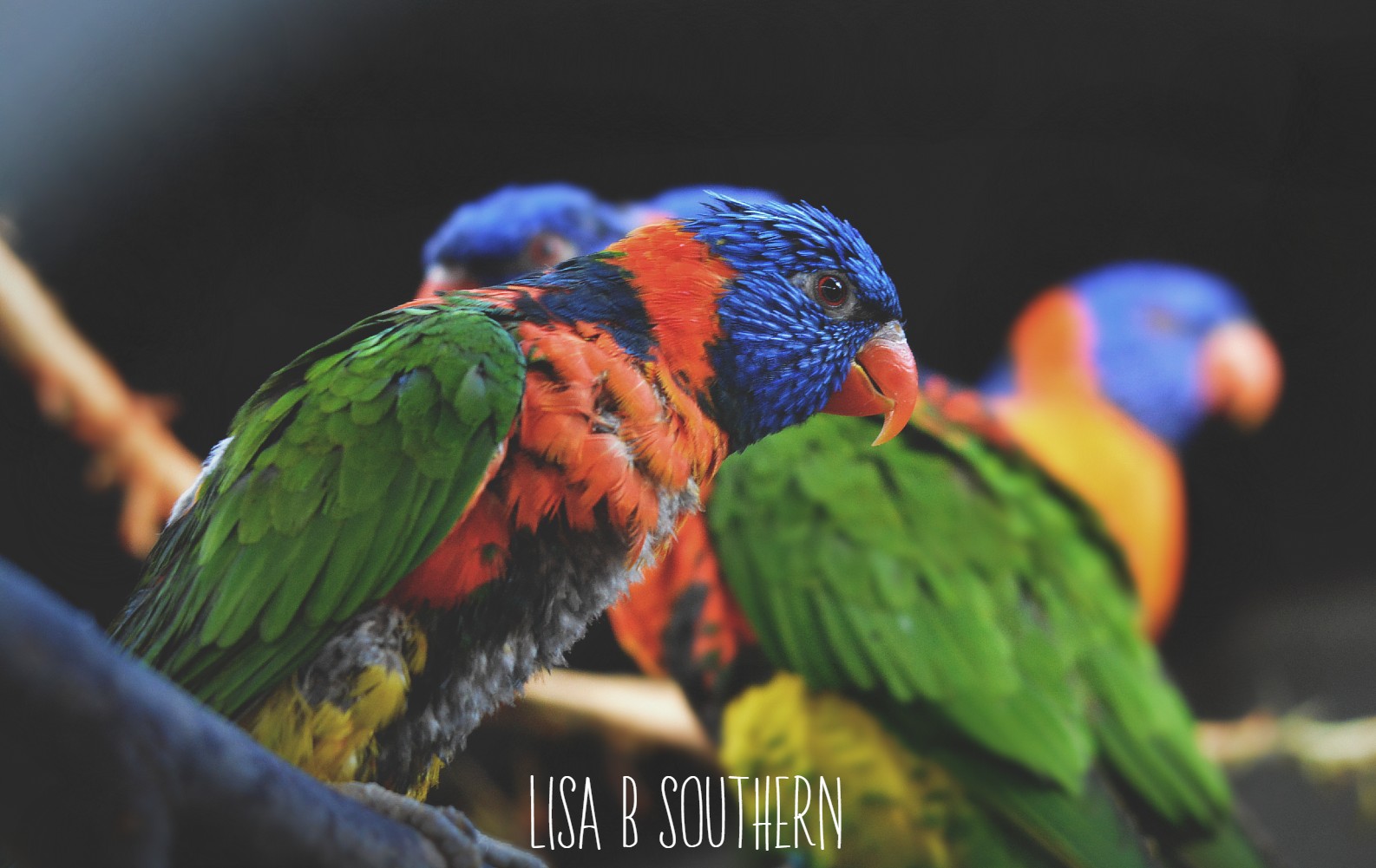Rainbow Lorikeet